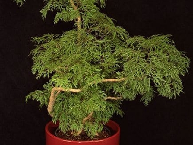 Ming aralia