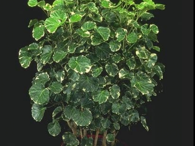 Variegated balfour aralia