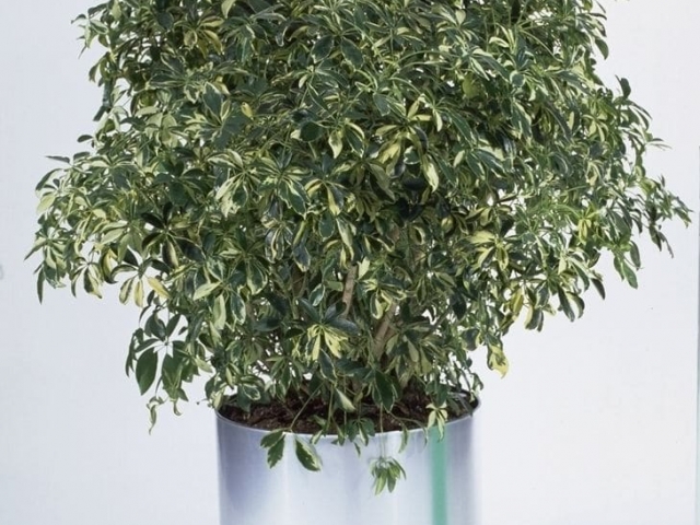 Variegated dwarf schefflera