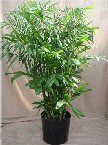 Bamboo palm