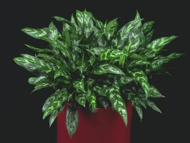 Chinese evergreen