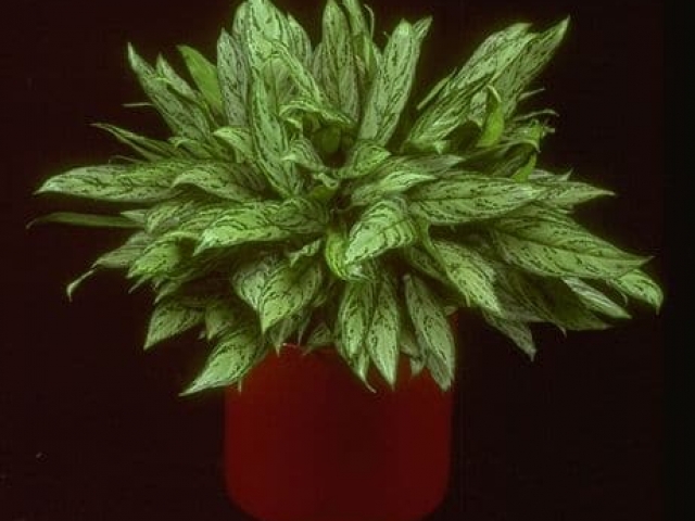 Chinese evergreen