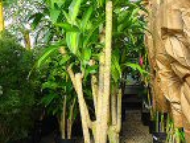 Corn plant branched