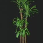 Corn plant