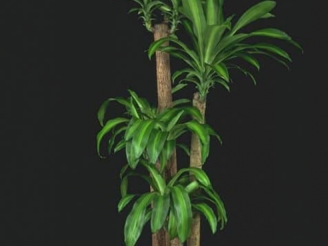 Corn plant