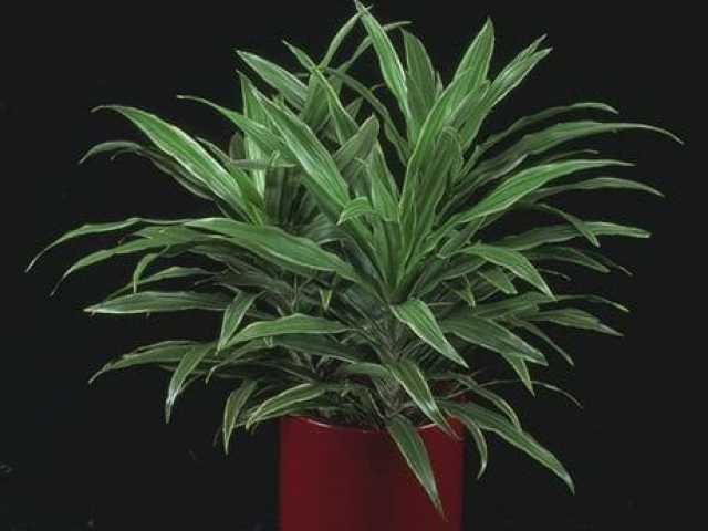 Striped dracaena