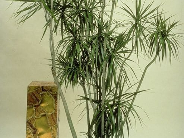 Dragon tree dracaena