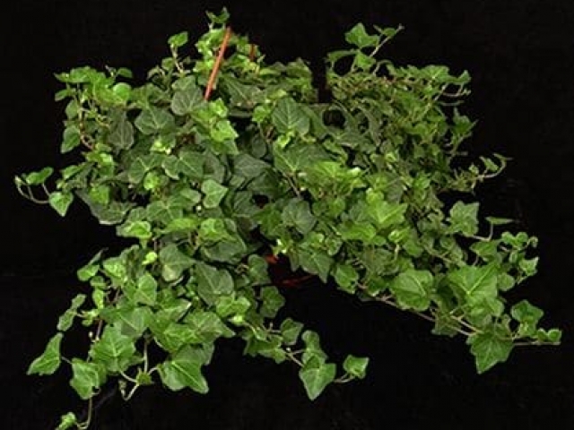 English ivy
