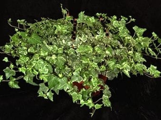 'Glacier' English ivy