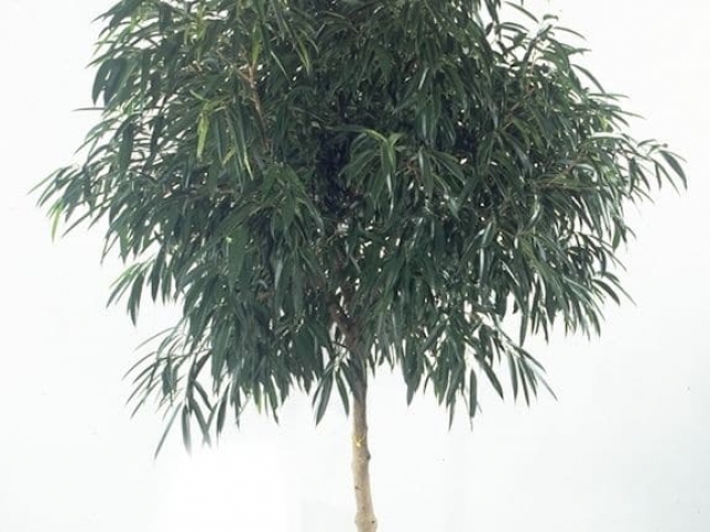 Willow leaf fig tree