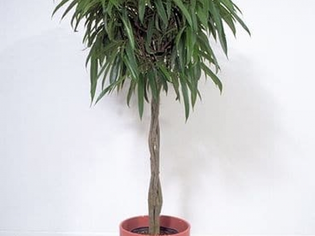 'Amstel king' fig