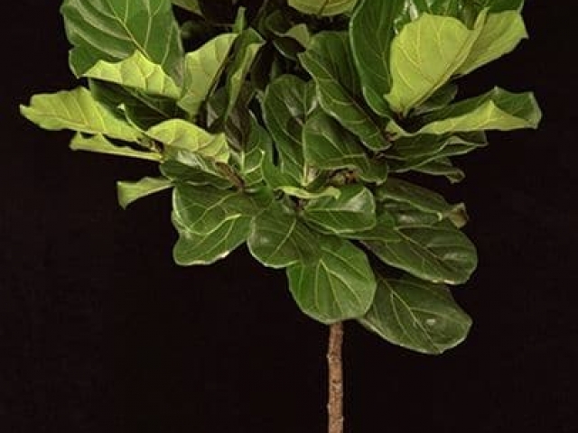Fiddle leaf fig