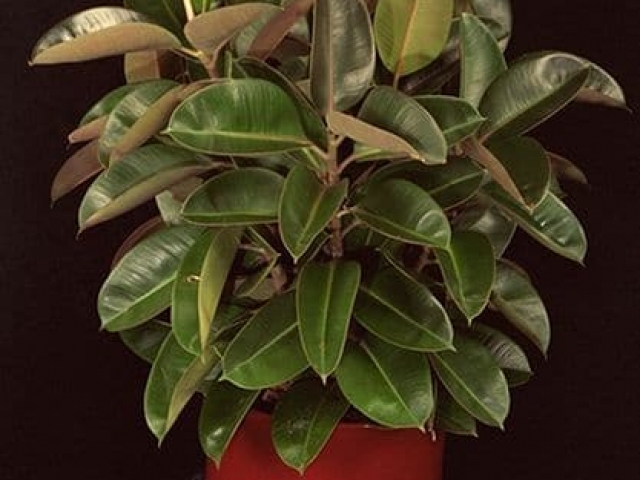 Rubber tree