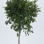 Weeping fig