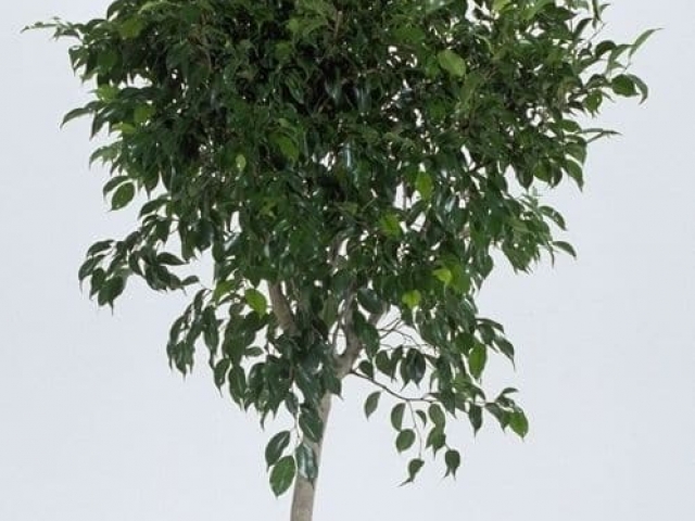 Weeping fig tree