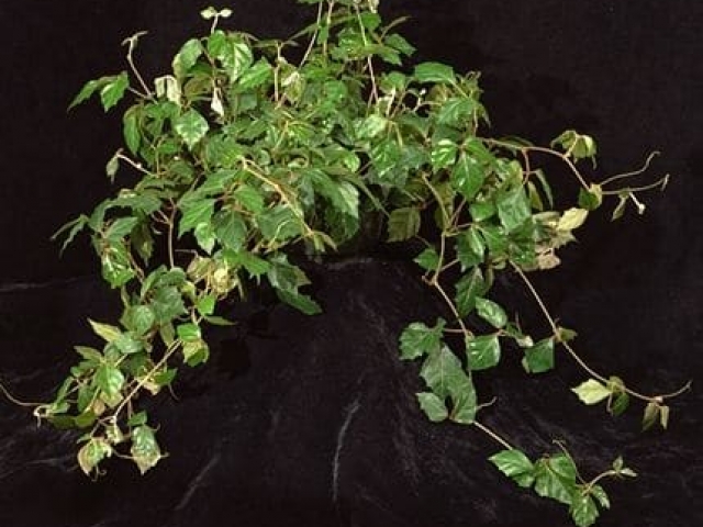 Grape ivy