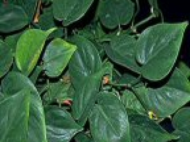 Heartleaf philodendron