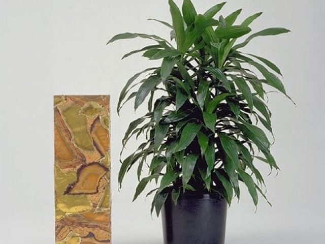 'Janet Craig' dracaena