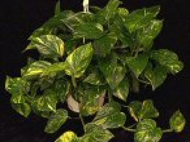 Pothos ivy