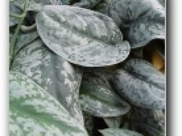 Satin ivy