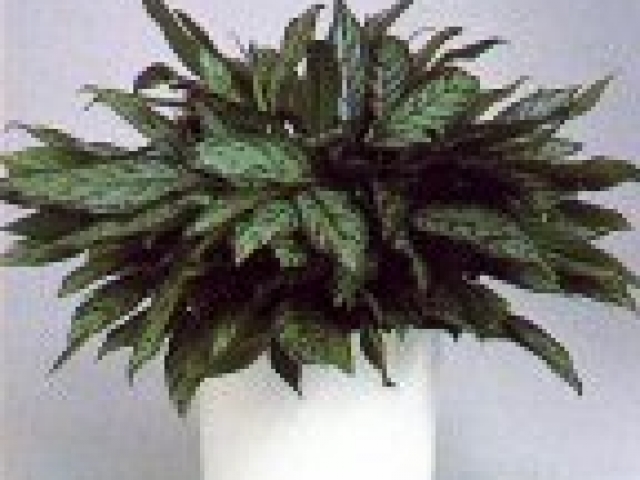 Chinese evergreen