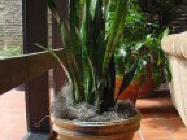 Snake plant