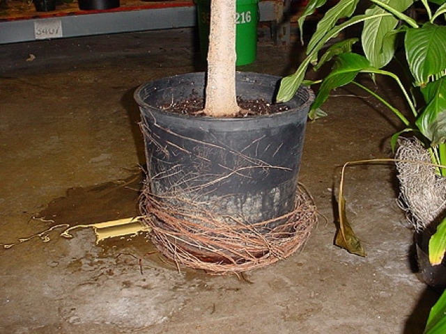 A root-bound Ficus