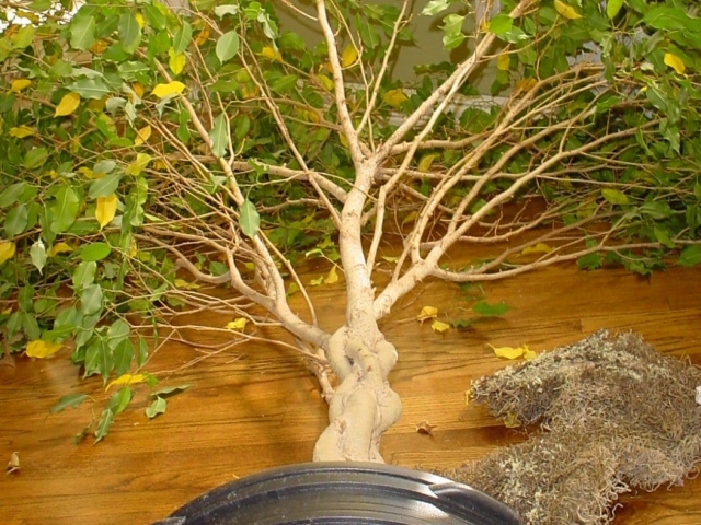 Ficus interior leaves turning yellow