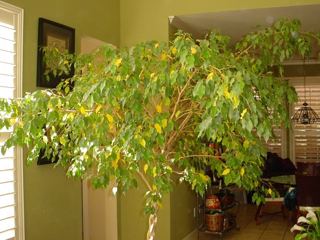 Ficus losing leaves
