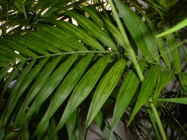 Parlor palm with spider mites