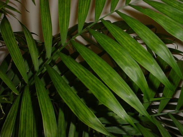nutrient deficiency