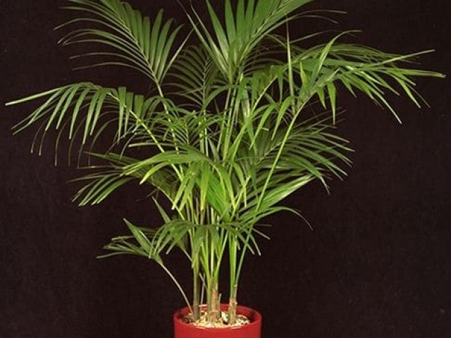 Kentia palm