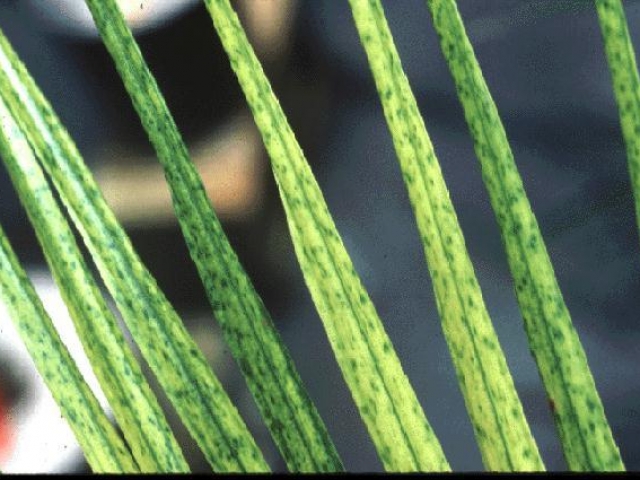 nutrient deficiency