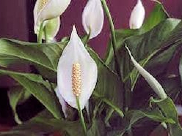 Peace lily bloom