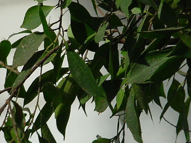 Ficus with scale insects