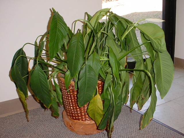 Wilted Peace lily