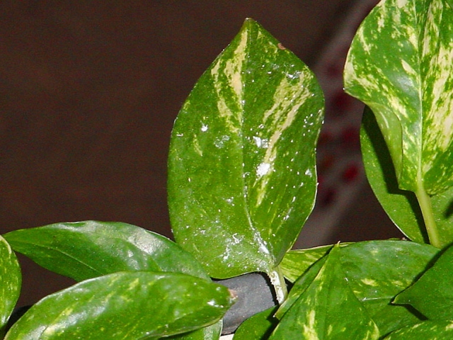 Pothos ivy with mealybugs