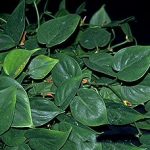 Heartleaf ivy