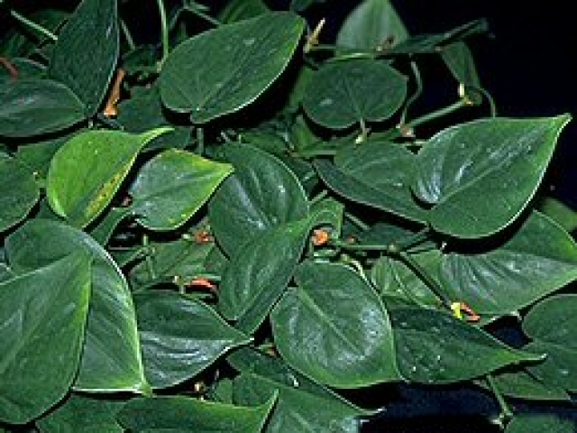 Heartleaf ivy