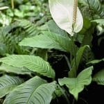 Peace lily