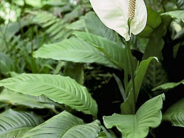 Peace lily