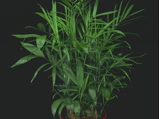 Bamboo palm