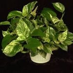 Pothos ivy