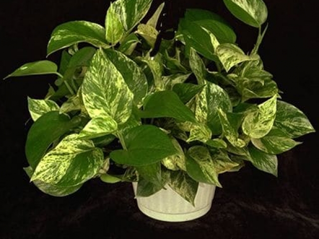 Pothos ivy