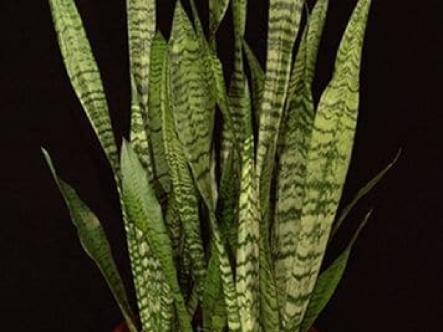 Snake plant