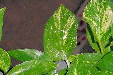 Mealybugs